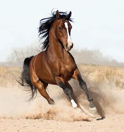 arabian-horse.jpg