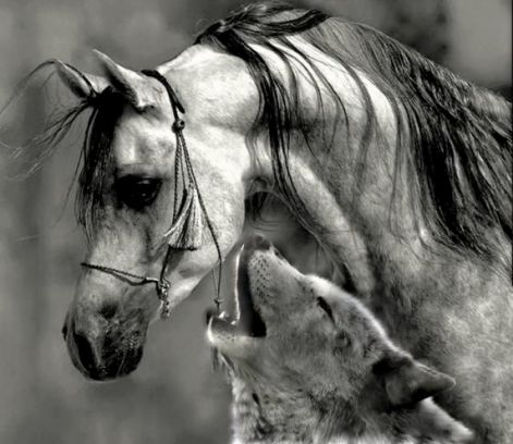 horsewolf.jpg horsewolf.jpg