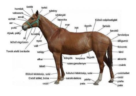 lotestajak.jpg lotestajak.jpg