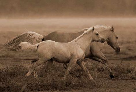 running_horses.jpg